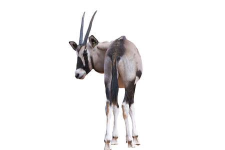 Picture gemsbok Standing isolated on the white background.