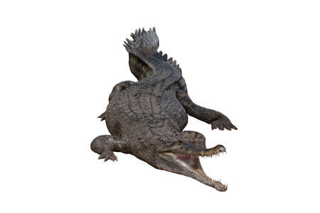 Image of a crocodile on the soil Amphibian Animals.isolated on the white backgroundの写真素材
