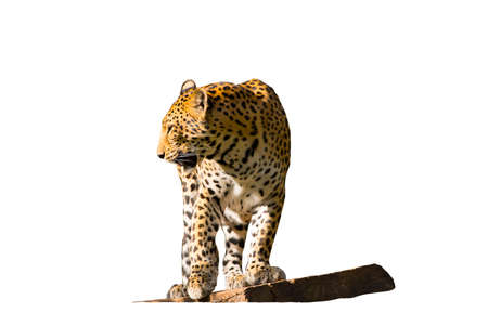 Picture Leopard, magnificent Jaguar resting Lying on a tree trunk. isolated on the white background.の写真素材