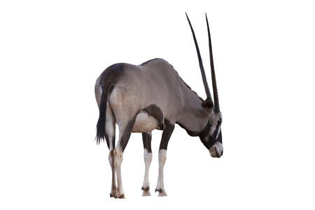 Picture gemsbok Standing isolated on the white background.の写真素材