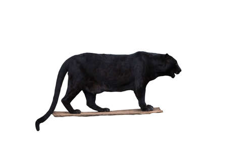 Picture Leopard ,panther,isolated on the white background.の写真素材