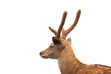 Spotted deer,Cute spotted fallow deer isolated on the white  background.include clipping path.の写真素材