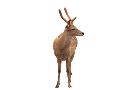 Spotted deer,Cute spotted fallow deer isolated on the white  background.include clipping path.の写真素材