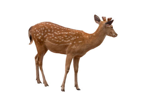 Spotted deer,Cute spotted fallow deer isolated on the white  background.include clipping path.の写真素材