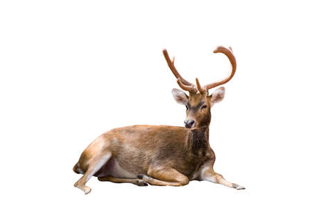 Big deer lying isolated on the white background.include clipping path.の写真素材