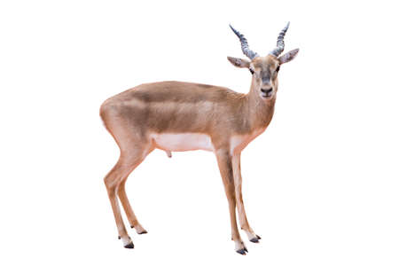 Thomson's gazelle, Eudorcas thomsonii isolated on the white background.include clipping path.の写真素材