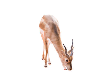 Thomson's gazelle, Eudorcas thomsonii isolated on the white background.include clipping path.の写真素材