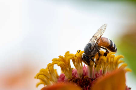 Picture of bee or honeybee on the Red purple flower or orange flower.の写真素材