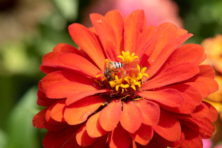 Picture of bee or honeybee on the Red purple or Red flower.の写真素材