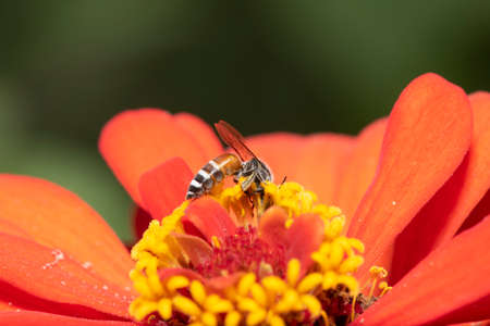 Picture of bee or honeybee on the Red purple or Red flower.の写真素材