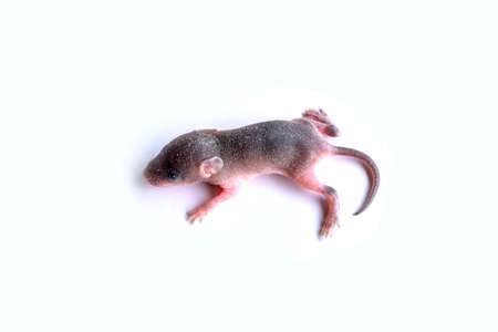 Single newborn rat baby on isolated white background with copy space.の写真素材