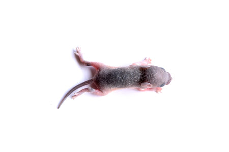 Single newborn rat baby on isolated white background with copy space.の写真素材