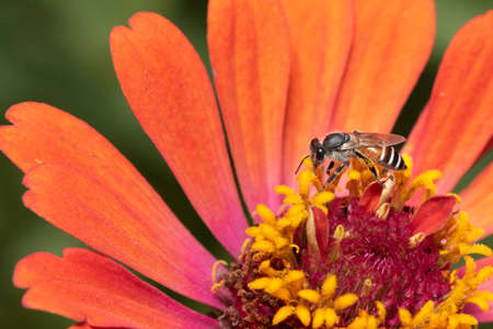 Picture of bee or honeybee on the Red purple flower or orange flower.