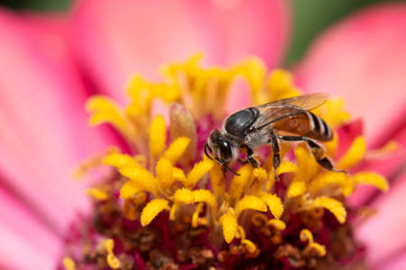 Picture of bee or honeybee on the violet purple or pink flower.の写真素材