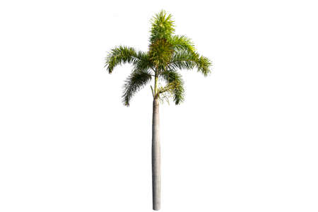Beautiful sugar palm Isolated on the white background.の写真素材