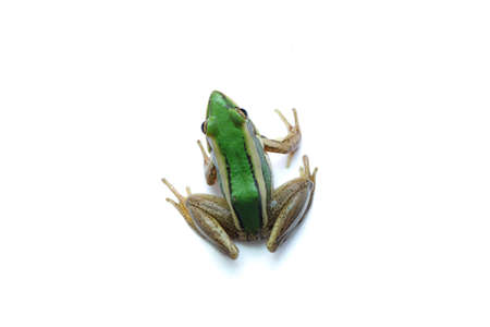 Green paddy frog ,Leaf frog, Common green frog,  Tree frog, (Hylarana erythraea) a small amphibian species isolated on white background.の写真素材