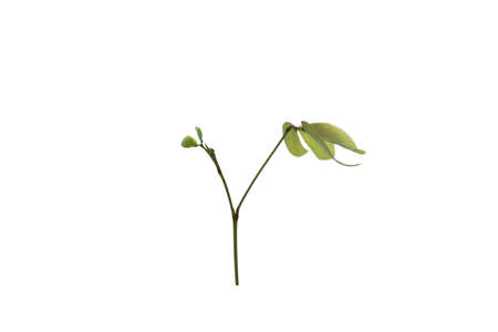 Leaves top isolated on white background,Top view.の写真素材