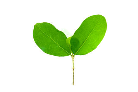 Leaves top isolated on white background,Top view.