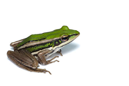 Green paddy frog ,Leaf frog, Common green frog,  Tree frog, (Hylarana erythraea) a small amphibian species isolated on white background.の写真素材