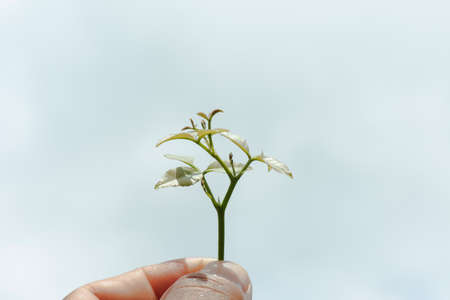 Leaves top in hand isolated on white background,Top view.の写真素材