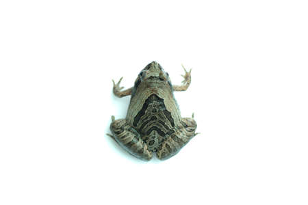 Green paddy frog ,Leaf frog, Tree frog, (Hylarana erythraea) a small amphibian species isolated on white background.の写真素材