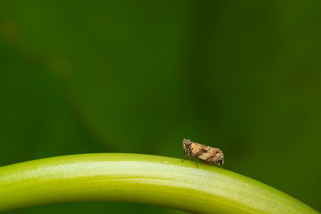 Close up of the Brown planthopper on green leaf in the garden. the Nilaparvata lugens (Stal) on...