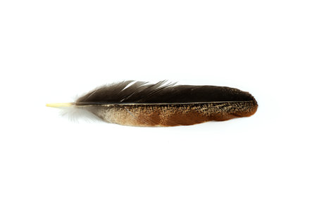 Real feather photo,Close-up feather brown black beautiful isolated on the white background.の写真素材