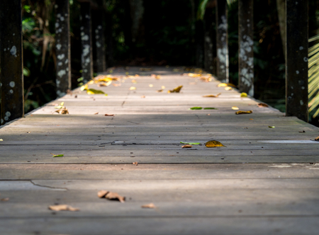 Old wooden bridge in the jungleの写真素材