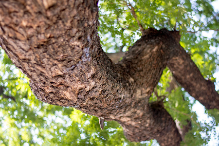 Looking up trunk of giant tree (Samanea saman) with bokeh background at Chulalongkorn university,...