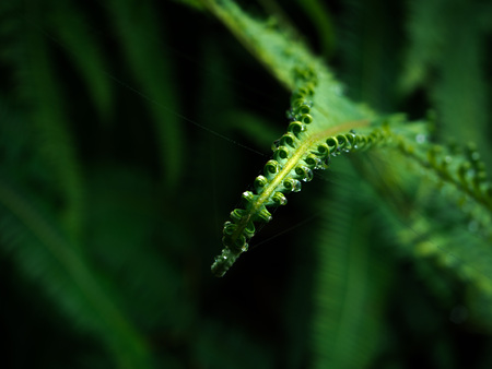 Closeup fern leaves in a tropical rain forest, Phetchaburi, Thailand for backgroundの写真素材