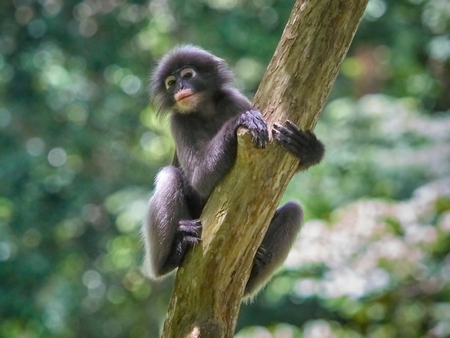 Dusky leaf monkey (Trachypithecus obscurus) on tree at Kaeng Krachan National Park, Thailandの写真素材