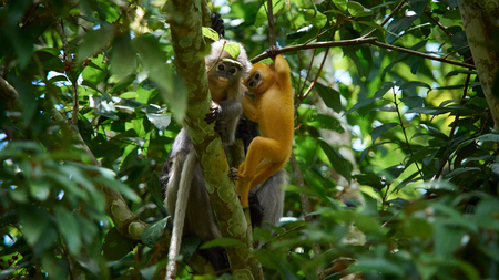 Young dusky leaf monkey (Trachypithecus obscurus) on tree at Kaeng Krachan National Park, Thailandの写真素材