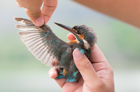 Close up Female Common kingfisher (Alcedo atthis) in researcher hand after released it from catch net.の写真素材