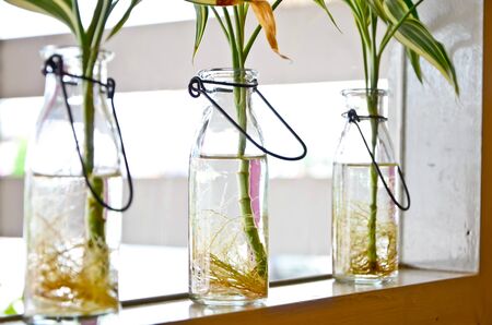 Plants that are water bottles の写真素材