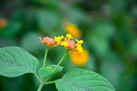 Flowers yellow starburst の写真素材