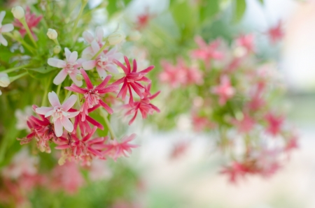 Pink flowers are fragrant の写真素材