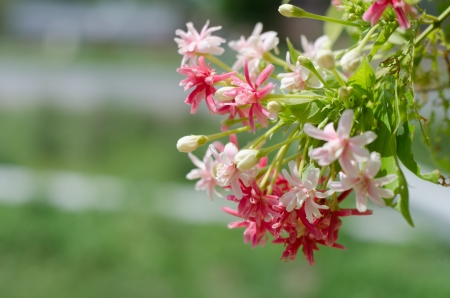 Fragrant flowers with a wedge の写真素材