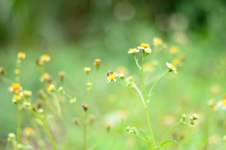 Bumblebee on a wild flowers の写真素材