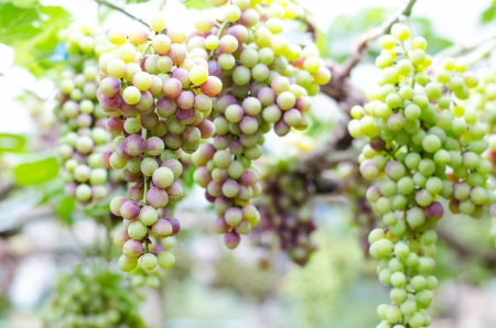 Green grapes on a vine in Thailand の写真素材