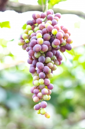 Green grapes on a vine in Thailand の写真素材