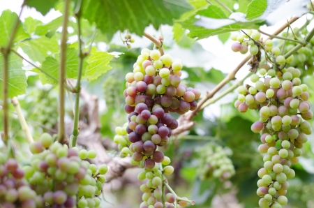 Green grapes on a vine in Thailand の写真素材