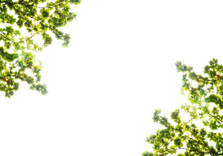 Green leaf isolated background