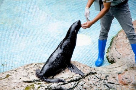 A Black Sea Lion on the rock with coach in zooの写真素材