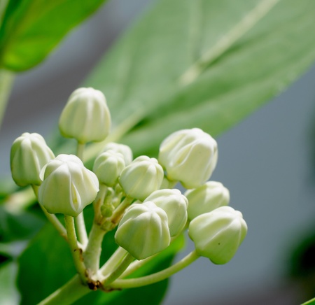 Colorful white and green flower, Crown Flower, Giant Indian の写真素材