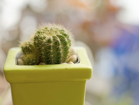 Beautiful green cactus in yellow pot in the cafe の写真素材