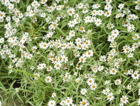 Blooming white star flowers in the nature scene  White daisy の写真素材