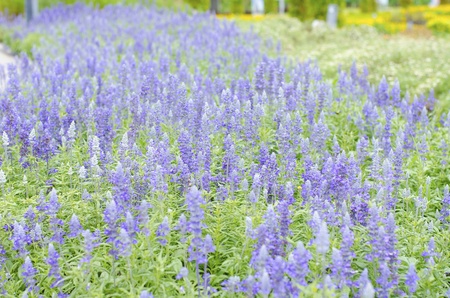 Lavender flowers in the tropical garden の写真素材