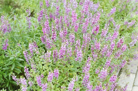 Pink flowers in the park の写真素材
