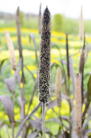 Close up of sorghum the beautiful in farm の写真素材