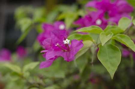 The close-up of blossom pink flower  bougainwillea 